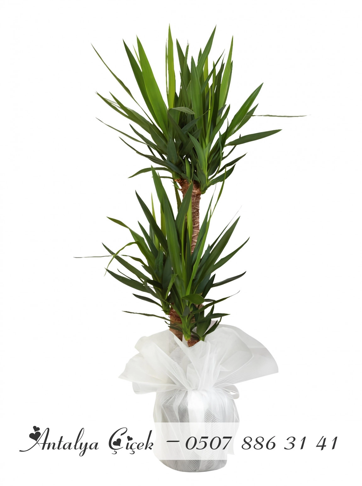 3'Lü Yucca Çiçeği