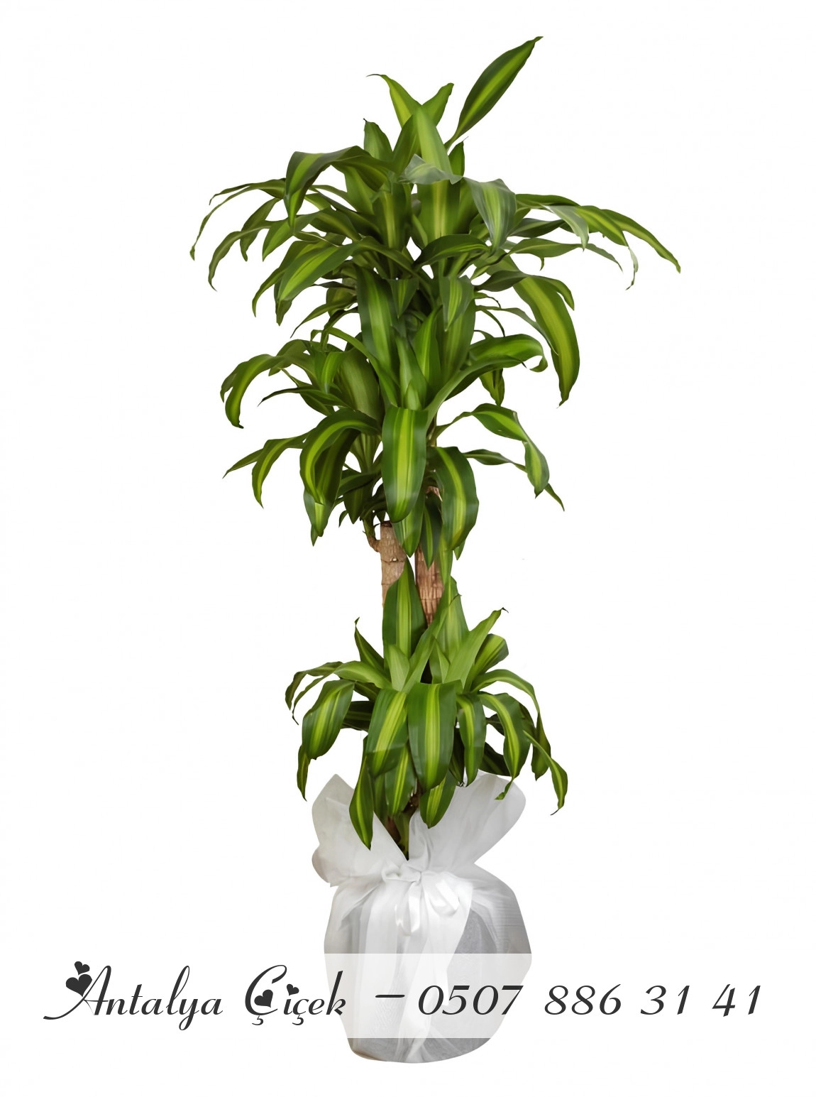 4 Kök Massengena Çiçeği