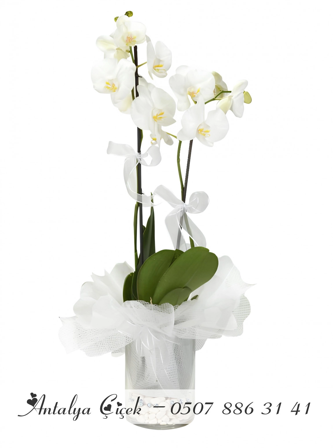 Cam Vazoda Süslü Orkideler