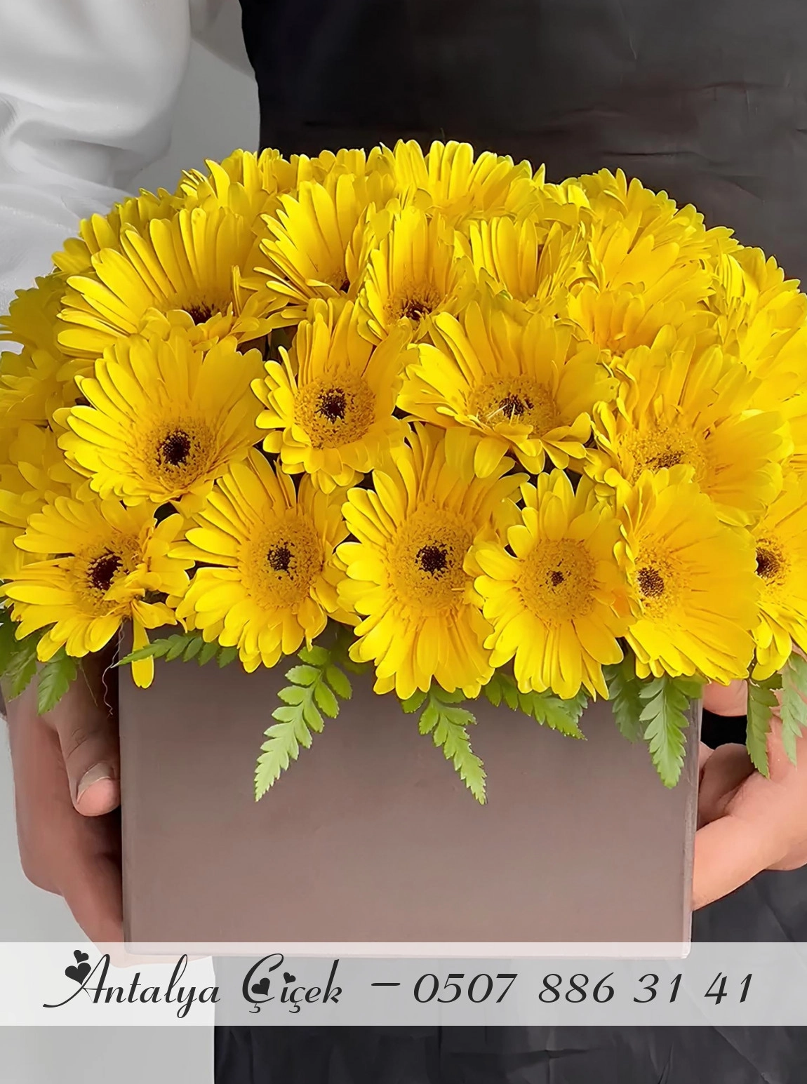 Kutuda Sarı Gerbera