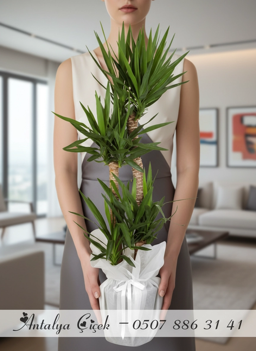 4'Lü Yuka Çiçeği