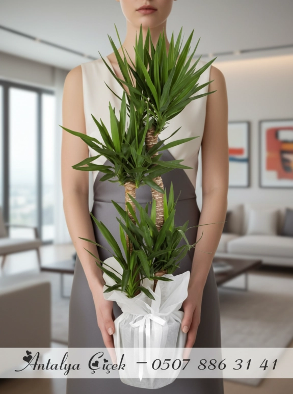 4'Lü Yuka Çiçeği