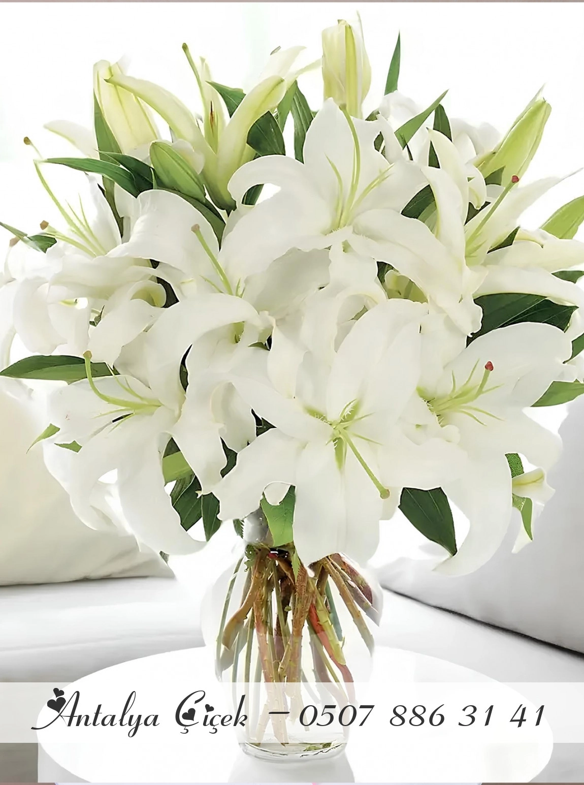 Vazoda Büyük Boy Lilyum