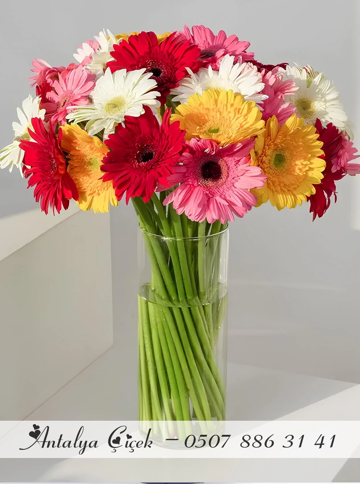 Vazoda Renkli Gerbera